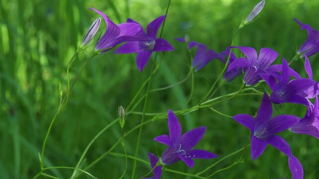 4K video with Spreading bellflower or Campanula patula in the summer meadow. Delicate purple wildflower harebell