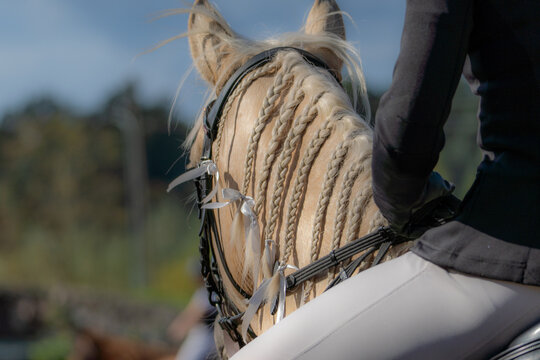 VALMIERA, LATVIA &ndash; SEPTEMBER 12, 2026: Close-up of a horse with elaborately braided mane during an equestrian event