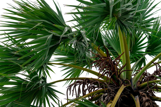 Close view of Asian palmyra palm with green fan shaped leaves and hanging flower clusters. Natural growth and distinctive palm structure. Tropical plant anatomy and reproductive growth in nature.