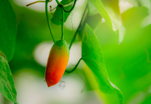 Ripe red ivy gourd fruit hanging from a tropical vine among green leaves in garden. Edible Coccinia grandis fruit during natural ripening as a source of colorful plant nutrition. healthy food concept.
