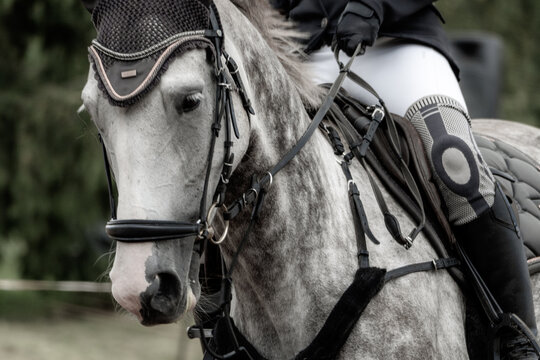 Close-up of gray horse with rider wearing equestrian gear