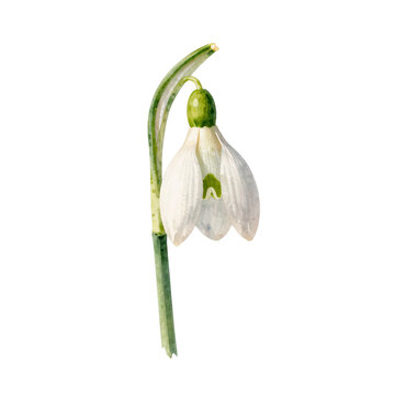 Delicate snowdrop flower with green stem and leaves isolated on white background