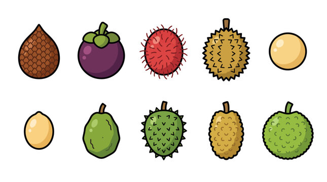 Tropical exotic fruit collection vector illustration