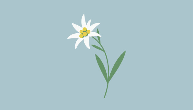 Delicate alpine edelweiss flower on a green stem with leaves shown against a calming light blue background.
