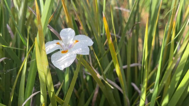 White wild iris flower blooming among tall green grass