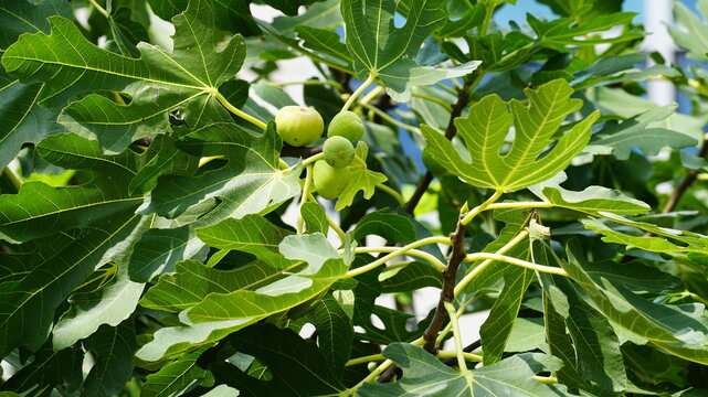 A fig tree bearing figs