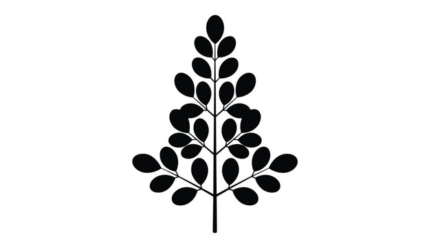 Black silhouette of a moringa or acacia compound leaf branch, ideal for herbal medicine or organic cosmetic branding.