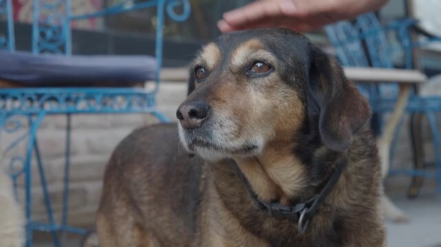 Elderly mixed breed dog receiving gentle head strokes from human hand outdoors on street