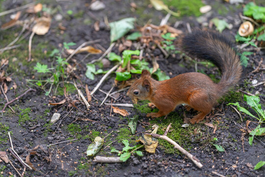 Red squirrel exploring forest floor in late afternoon light