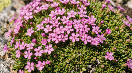 Obraz premium Macro Shot of Moss Campion Silene Acaulis Pink Alpine Flower Cushion