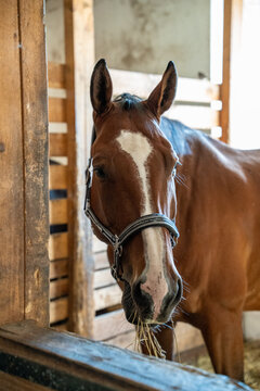 Chestnut horse with white blaze standing inside a wooden stable