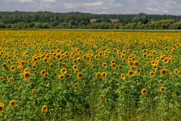 Obraz premium Fields of sunflowers stretching under a bright blue sky create a stunning landscape full of life and color during a warm summer day in the countryside