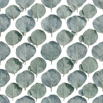 Eucalyptus leaves pattern organic background texture arranged flat lay in a repeating design on a transparent background