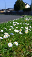 Bellis perennis (English daisy) flowers blooming beside a roadside in Hamilton, New Zealand, on a sunny day. © Secta