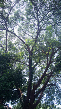 Based on the wide, sprawling branch structure and the finely divided, delicate compound leaves, this is a Rain Tree (Samanea saman). 