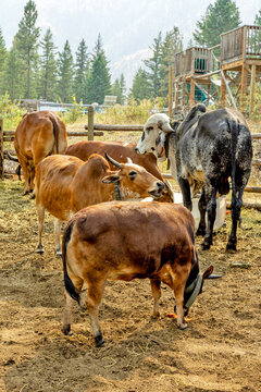 Herd of zebu cattle grazing in a dry, dusty farm enclosure with trees in background, Saranagi Village, 4620 Rathayatra Way, Thomson Nicola I Blue Sky c*, BC V0K 1A0, Canada