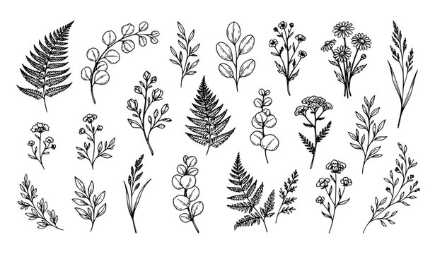 Elegant Botanical Line Art Collection Forest Fern Eucalyptus Foliage and Herbs