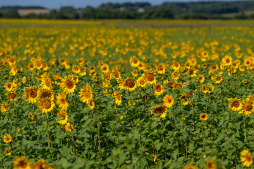 Obraz premium Bright sunflowers bloom in expansive fields under a clear blue sky creating a stunning natural landscape filled with vibrant colors
