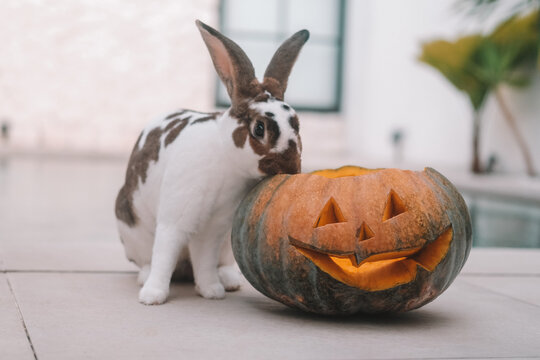 A close-up shot of a rabbit sitting next to an orange carved Halloween pumpkin. The main autumn holiday celebration in the backyard.