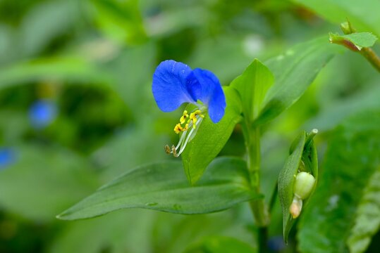 Asiatic dayflower (Commelina communis) flowers. It produces butterfly-shaped flowers in early summer. It is used medicinally, and its young leaves are edible.