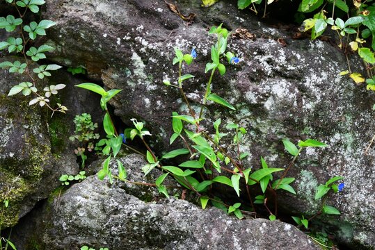 Asiatic dayflower (Commelina communis) flowers. It produces butterfly-shaped flowers in early summer. It is used medicinally, and its young leaves are edible.