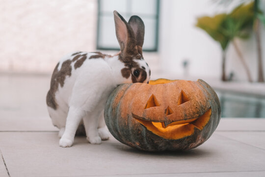 A close-up shot of a rabbit sitting next to an orange carved Halloween pumpkin. The main autumn holiday celebration in the backyard.