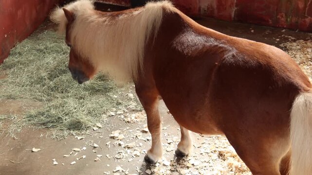 A small brown pony with a blonde mane and tail standing in a stall with hay on the ground and wood shavings