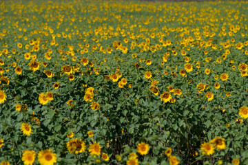 Obraz premium Vibrant fields filled with sunflowers swaying gently in the warm summer breeze under a clear blue sky