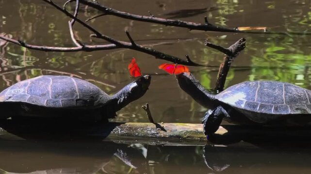 Orange Butterflies Flying Around Fresh Water Turtles Basking on Log in River