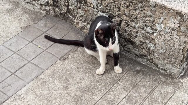 A captivating close-up of a black and white cat grooming itself, showcasing its fur and feline movements in a natural setting.