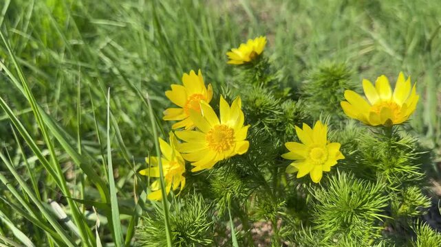 Adonis vernalis perennial flowering plant spring adonis, yellow pheasant's eye, false hellebore.