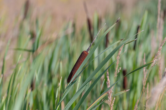 Cattails swaying gently in a vibrant wetland showcasing nature's beauty on a sunny day