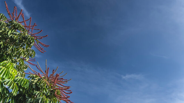 An exotic schefflera actinophylla, Queensland umbrella tree. Large lush green leaves and clusters of red fruits on long whip stalks.  The lower-left corner of the frame. Blue sky. Copy space
 