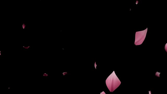 Elegant pink flower petals gently falling and drifting through a deep black cinematic environment with natural wind movement, 3D rotation, depth and soft lighting. Seamless 8-second loop suitable for