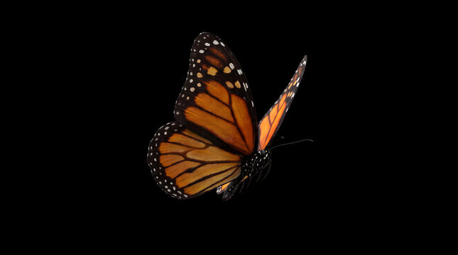Vibrant orange and black monarch butterfly isolated on a solid black background in a studio setting