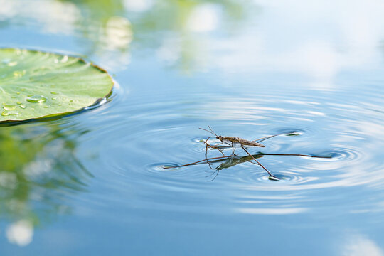 Water strider insect on calm blue water with lily pad, nature and aquatic ecosystem concept
