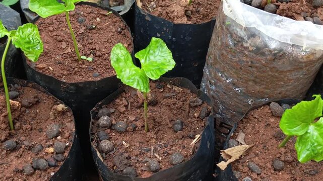 Commercial stock video of a single young coffee sprout with green leaves growing in polybag soil at farm nursery.