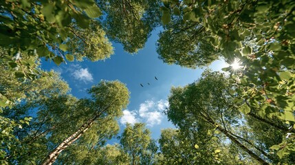 Naklejka premium Looking up through lush green forest canopy at bright blue sky with sun and birds flying