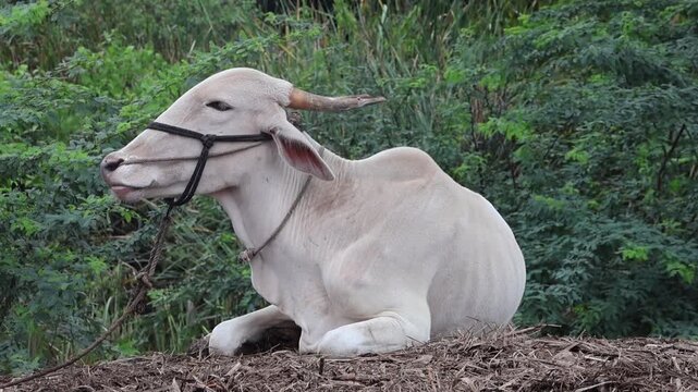 Side Profile Close-Up of White Zebu Bull Resting Outdoors. A detailed side-profile close-up of a calm white domestic bull wearing a traditional rope halter against a lush green bush background.