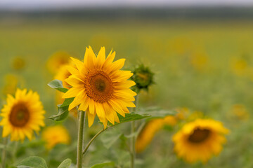 Fototapeta premium Bright sunflowers bask in the warm summer sun painting the landscape with golden hues in a vibrant field