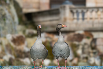 Pair of Greylag geese (Anser anser) standing together at park fountain © Roberto
