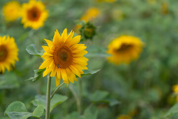Fototapeta premium Sunflowers bloom brightly in a vibrant field under the warm sun showcasing their golden petals and lush green leaves during a serene summer day