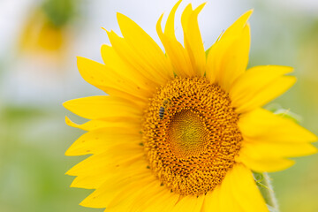 Obraz premium Sunflowers bloom while busy bees pollinate creating a dance of nature in a vibrant garden