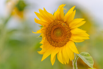 Fototapeta premium Bright sunflower standing tall in a lush green field under the blue sky on a sunny day