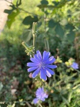 Cichorium intybus, common chicory, blue flower in garden