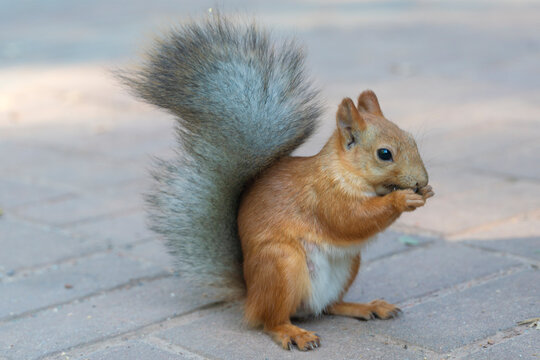 interesting and emotional photo of a squirrel. The squirrel is sitting on the asphalt and gnawing on a nut.