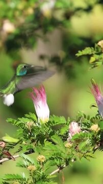 Green Hummingbird Hovering Near Pink Powderpuff Flower in Natural Habitat