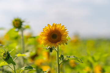 Fototapeta premium Bright sunflowers bloom in a vibrant field under a clear blue sky during a warm summer day