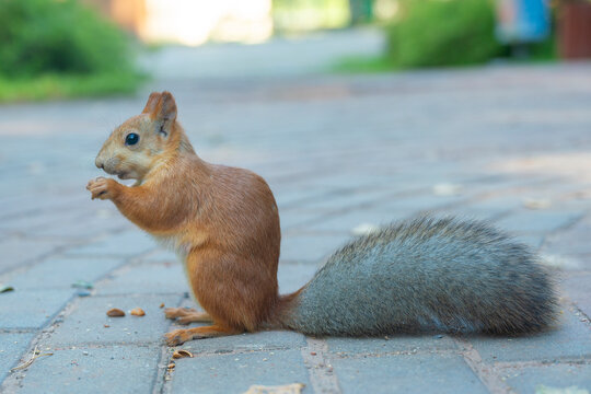 interesting and emotional photo of a squirrel. The squirrel is sitting on the asphalt and gnawing on a nut.