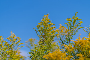 Obraz premium Golden fields of Canada goldenrod bloom under the bright blue sky on a warm summer day celebrating nature's vibrant colors and life